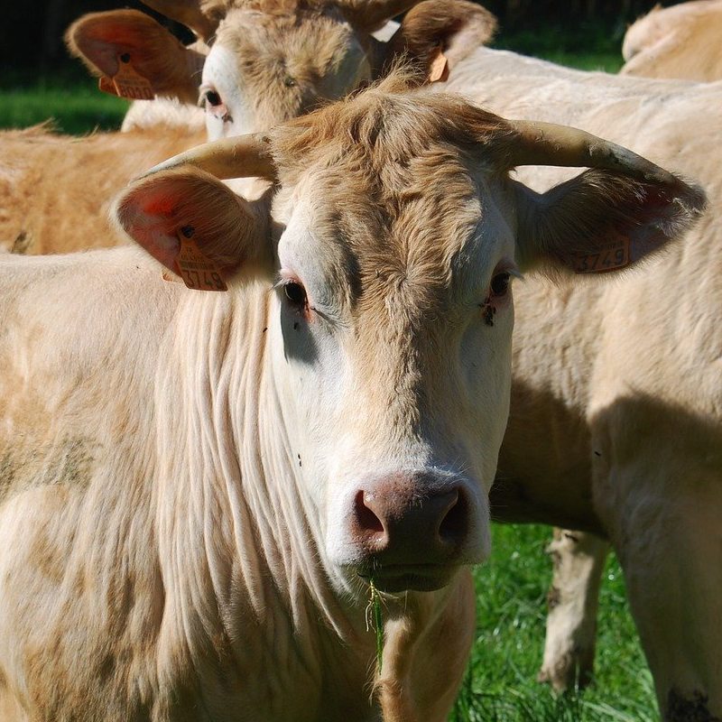 race bovine blonde d'aquitaine