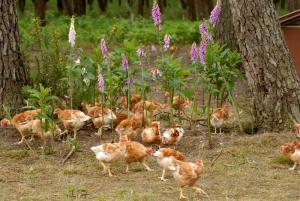 les fermiers landais